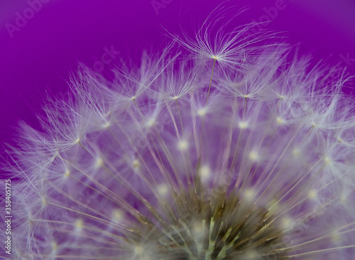 dandelion white purple fluff light