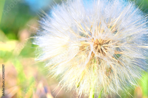 Dandelion flower over natural background Macro Close up Selective focus