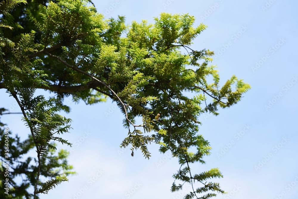 Fototapeta premium Japanese torreya is a Taxaceae evergreen coniferous tree. The wood is used for carving and craftwork, and the seeds are used for food and medicine.