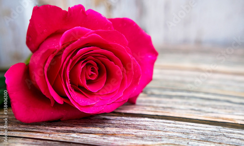 Red pink one roses on a wooden background