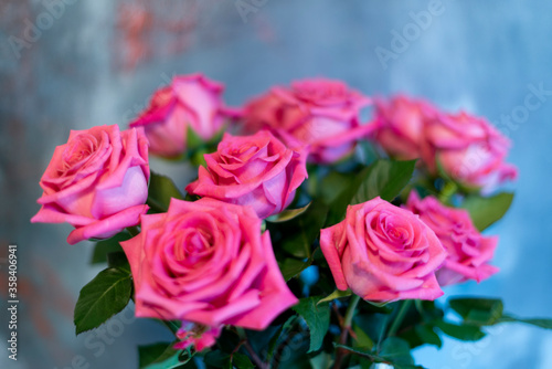 pink roses on blue background 6