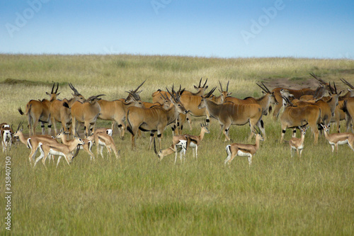 Mixed herd of eland and Grant's gazelles, Masai Mara Game Reserve, Kenya