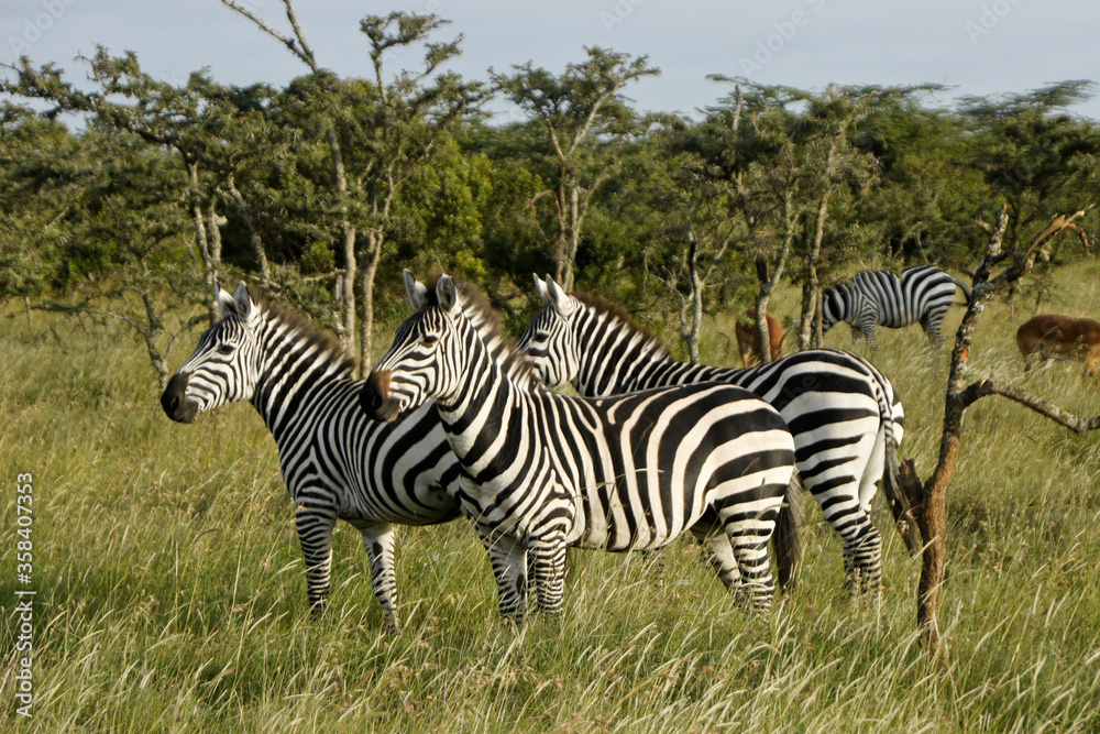 Obraz premium Burchell's (plains, common) zebras, Ol Pejeta Conservancy, Kenya