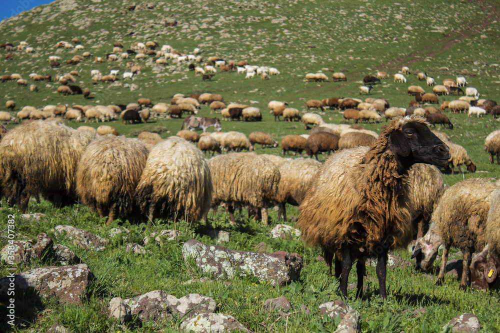 Obraz premium Herd of sheep to pass in mountains