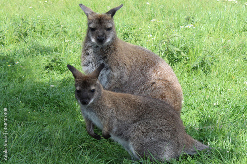 Bennett Känguruh Australien
benett kangaroo australia