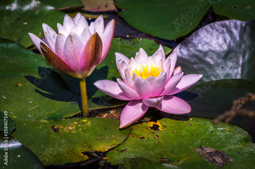 Pink water lilies