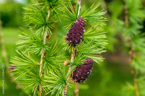 European Larch