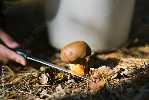 The search for mushrooms in the forest. Mushroom picker. A man is cutting a brown mushroom with a knife. Hands of a man, a knife, mushrooms. photo