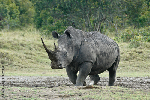 Muddy white rhinoceros walking in Ol Pejeta Conservancy, Kenya