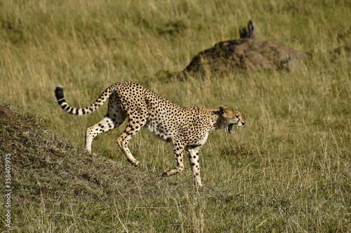 Female cheetah yawning as she comes down from termite mound, Masai Mara Game Reserve, Kenya