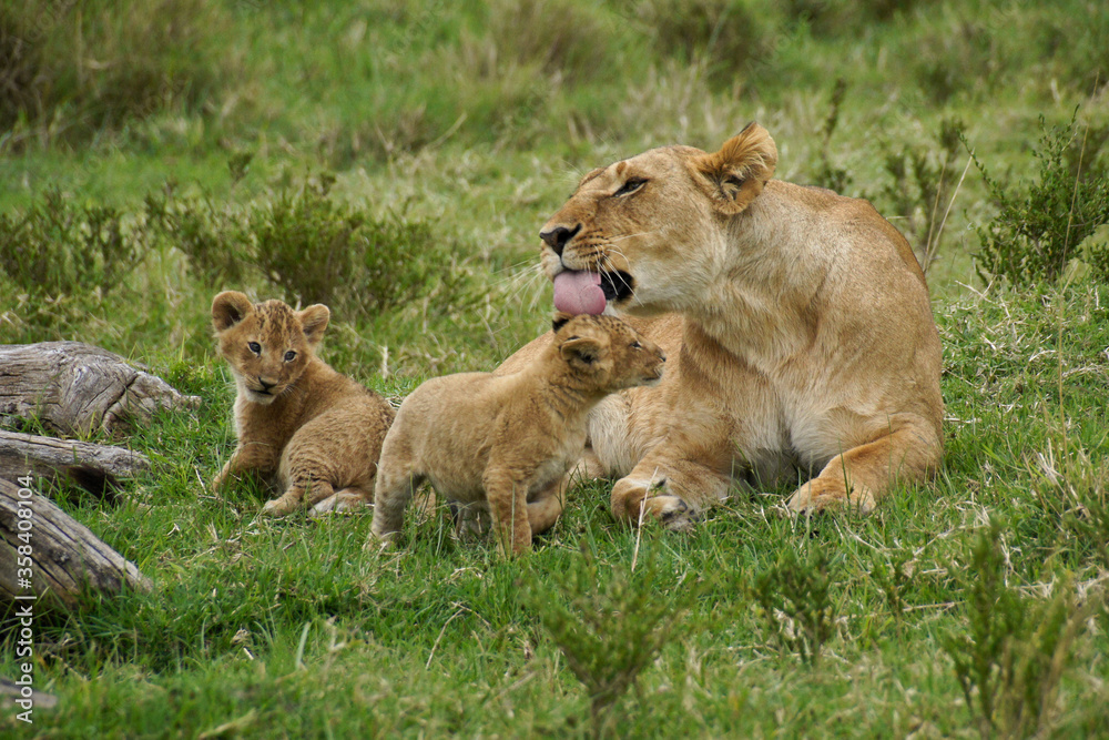 Lioness with two tiny cubs, Masai Mara Game Reserve, Kenya Lioness with two tiny cubs, Masai Mara Game Reserve, Kenya