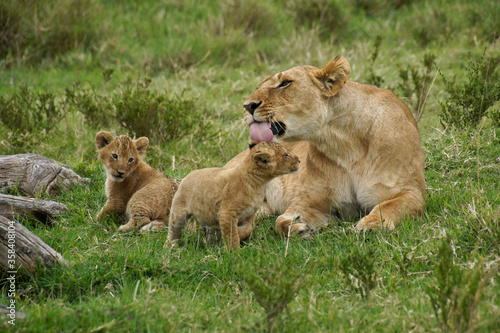 Lioness with two tiny cubs  Masai Mara Game Reserve  Kenya