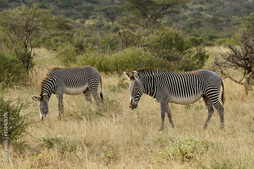 Grevy s zebras  an endangered species   Samburu Game Reserve  Kenya