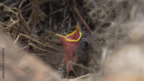 Rufous-collared sparrow in natural behavior, feeding and removing the excrement of its chicks, nest in the middle of cacti. Atacama desert, Chile photo