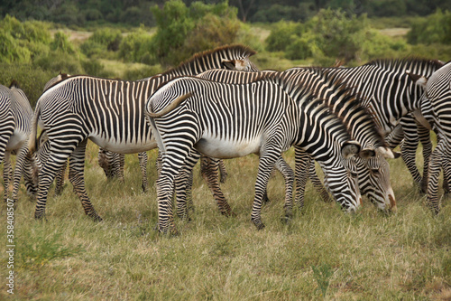 Grevy's zebras grazing, Samburu Game Reserve, Kenya