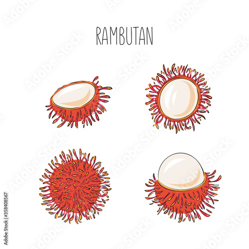 Vector set rambutan fruits. Isolated Nephelium lappaceum. Tropical exotic chopped and whole fruits. Hand draw and sketch style.