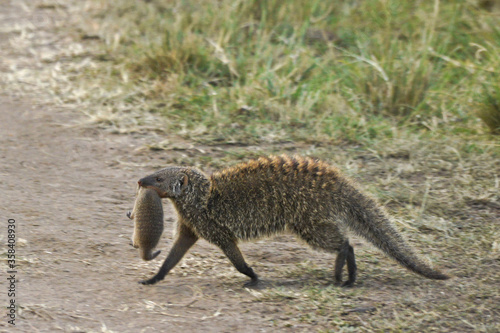 Billede på lærred Banded mongoose carrying baby in mouth, Masai Mara Game Reserve, Kenya