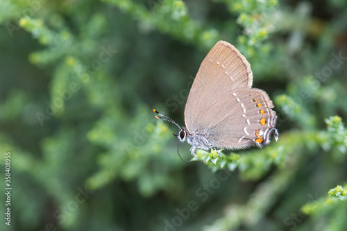 Lycaenidae / Büyük Sevbeni / / Satyrium ilicis