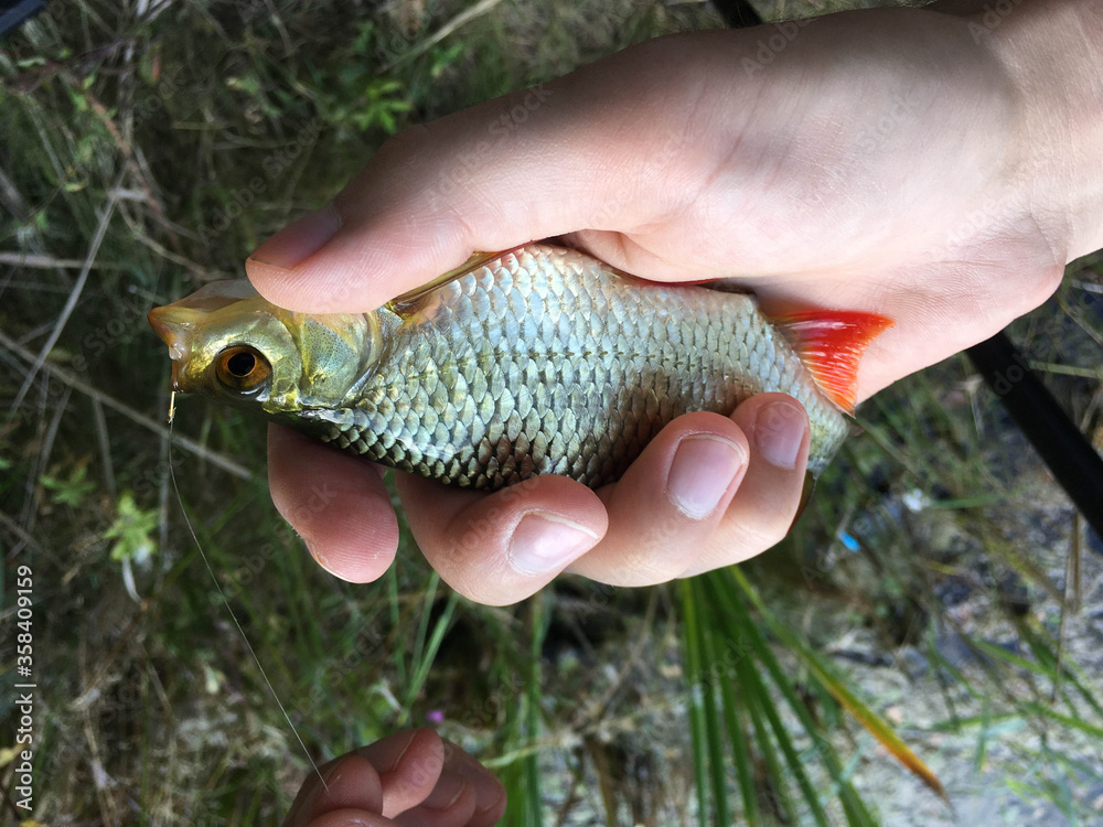 Obraz premium A small rudd caught by a fishing rod on a hook in the hand of a fisherman.