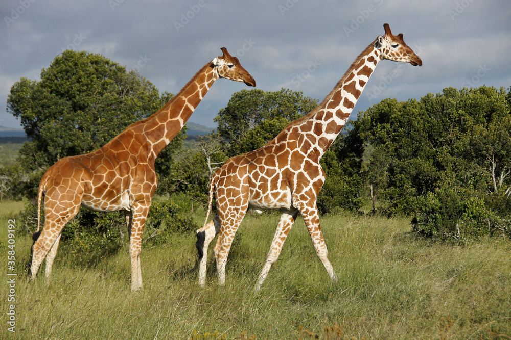 Fototapeta premium Reticulated giraffes with unusual patterns, Kenya