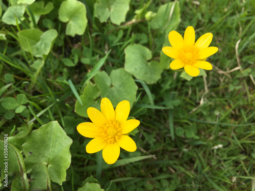 Wild yellow spring flowers on a background of green grass.