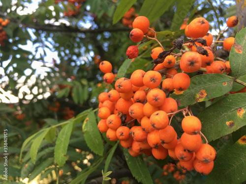 Bunches of juicy rowan berries surrounded by leaves in late autumn.