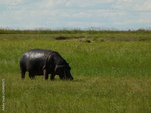 Hippopotamus (Hippopotamus amphibius) grazing, Chobe National Park, Botswana