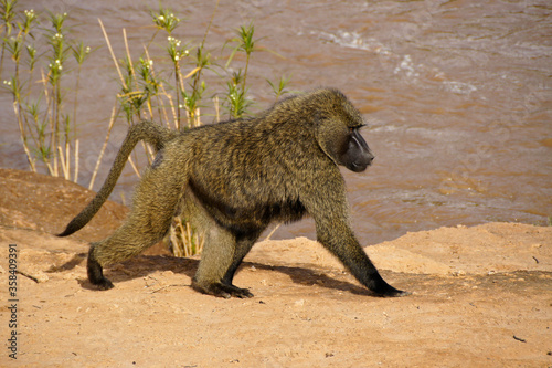 Big male olive baboon walking beside Ewaso (Uaso) Nyiro river, Samburu Game Reserve, Kenya