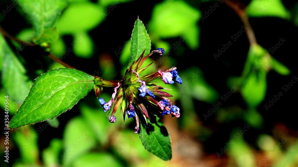 Flowers Flowers