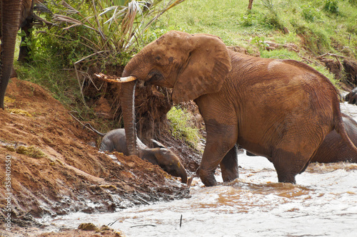 Female elephant protecting her calf as it slides down a steep and muddy bank into the Ewaso (Uaso) Nyiro river, Samburu Game Reserve, Kenya