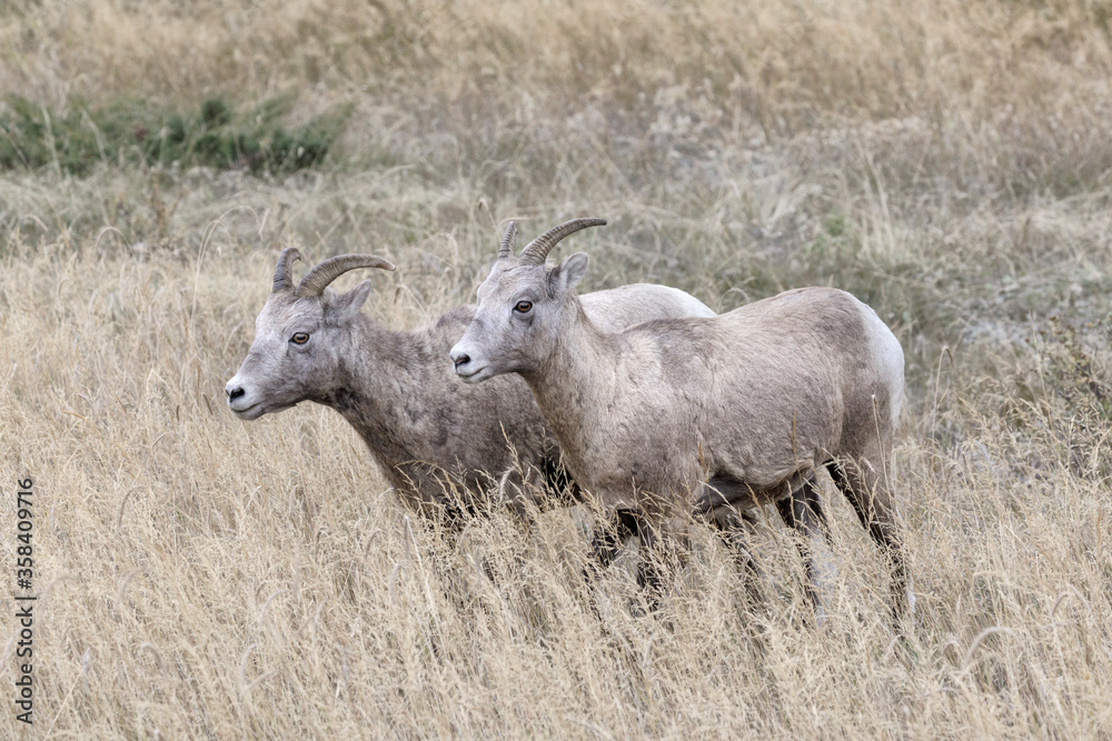 Bighorn Sheep in grassland meadow Bighorn Sheep in grassland meadow