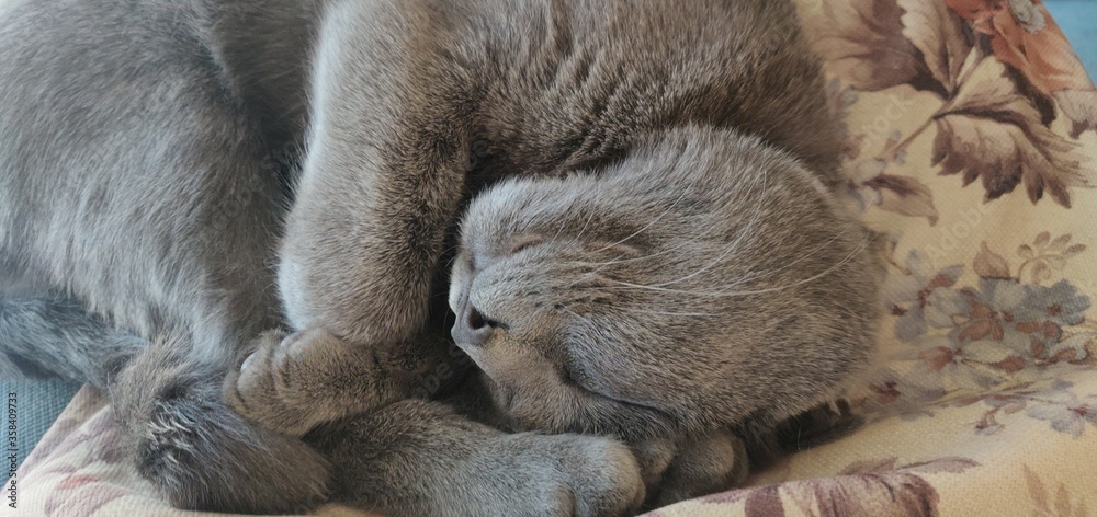 Fototapeta premium baby sleeping cat