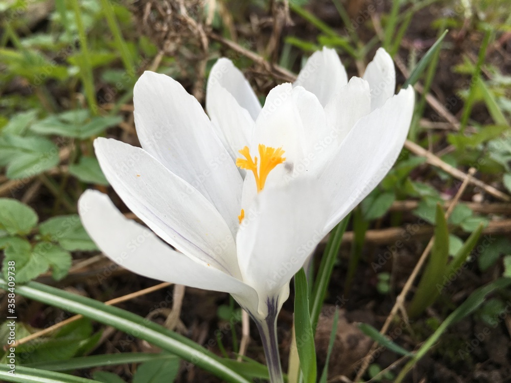 White crocus growing on the lawn in early spring. White crocus growing on the lawn in early spring.