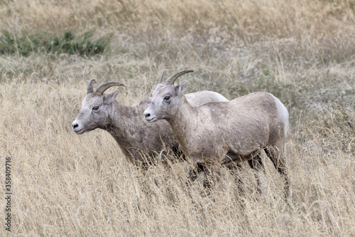 Bighorn Sheep in grassland meadow © David
