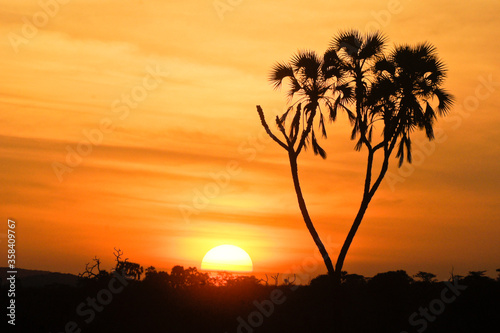 Sun rising behind doum palm, Samburu Game Reserve, Kenya