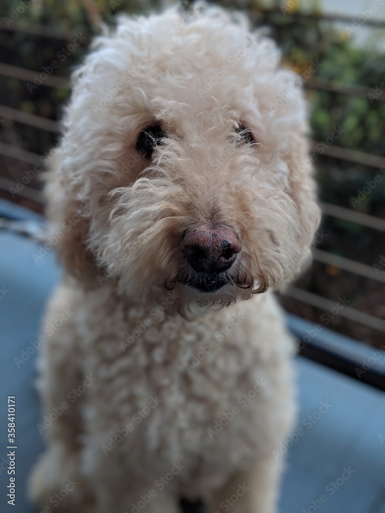 portrait of a white dog