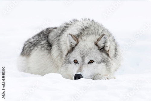 Gray Wolf portrait photo