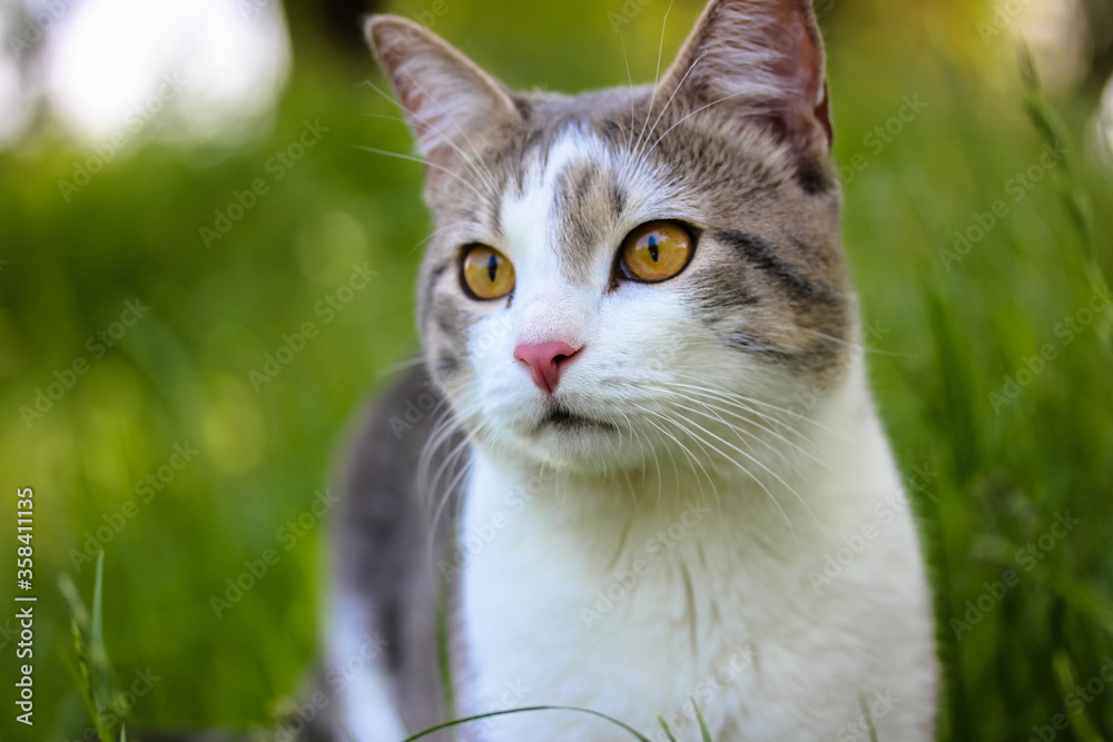 Beautiful young striped cat walking in the nature in the green grass, favorite pet. High quality photo