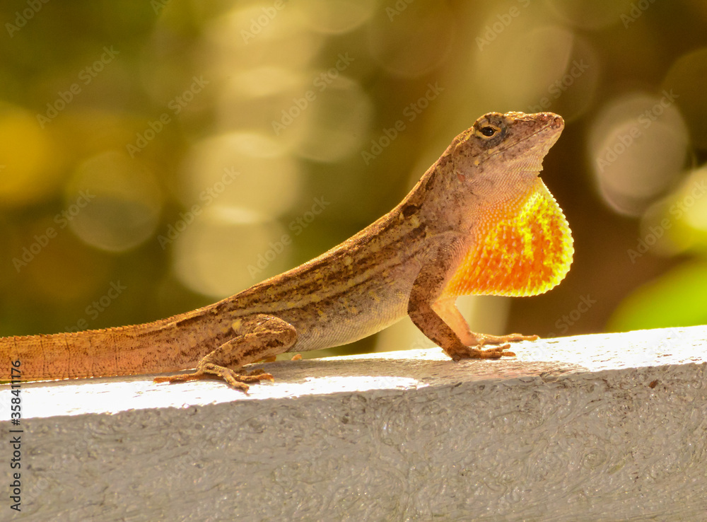 Brown anole extending its red dewlap Brown anole extending its red dewlap