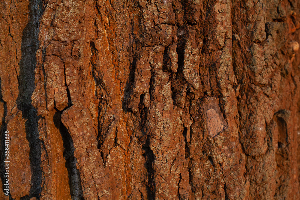 tree bark lit by the warm setting sun tree bark lit by the warm setting sun