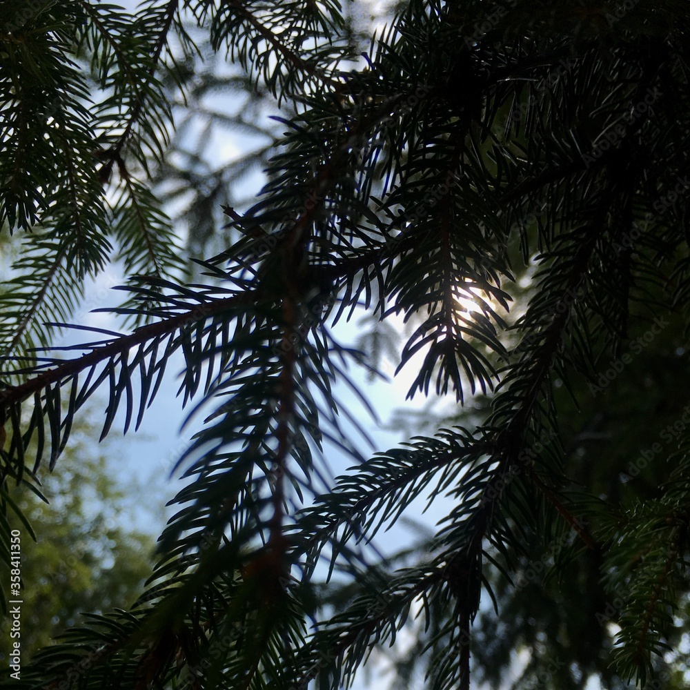 Obraz premium palm tree in the sky