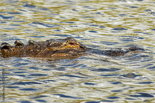 Swimming alligator partially submerged in water