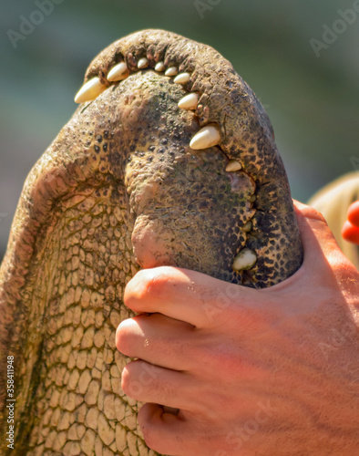 Close-up of hand clamping an alligator's jaws closed