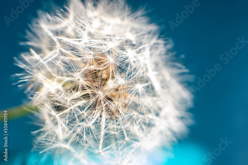 The dandelion flower is all covered with seeds.