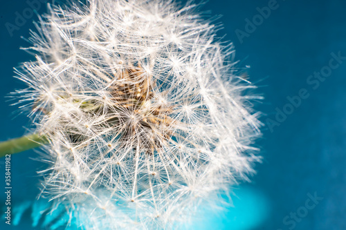 The dandelion flower is all covered with seeds.