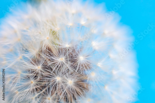 The dandelion flower is all covered with seeds.