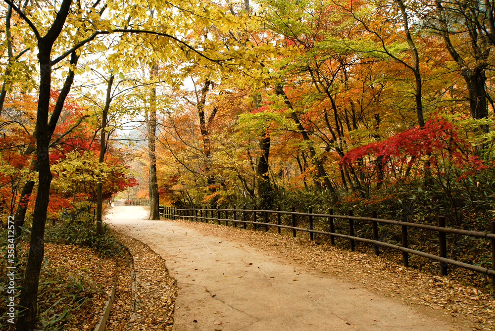 Naklejka premium Curving path through autumn foliage, South Korea
