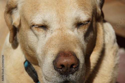 golden retriever dog