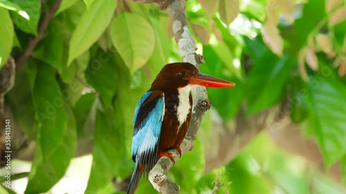 White-throated Kingfisher n the branch, also known as the white-breasted kingfisher, tree kingfisher, distributed in Asia.