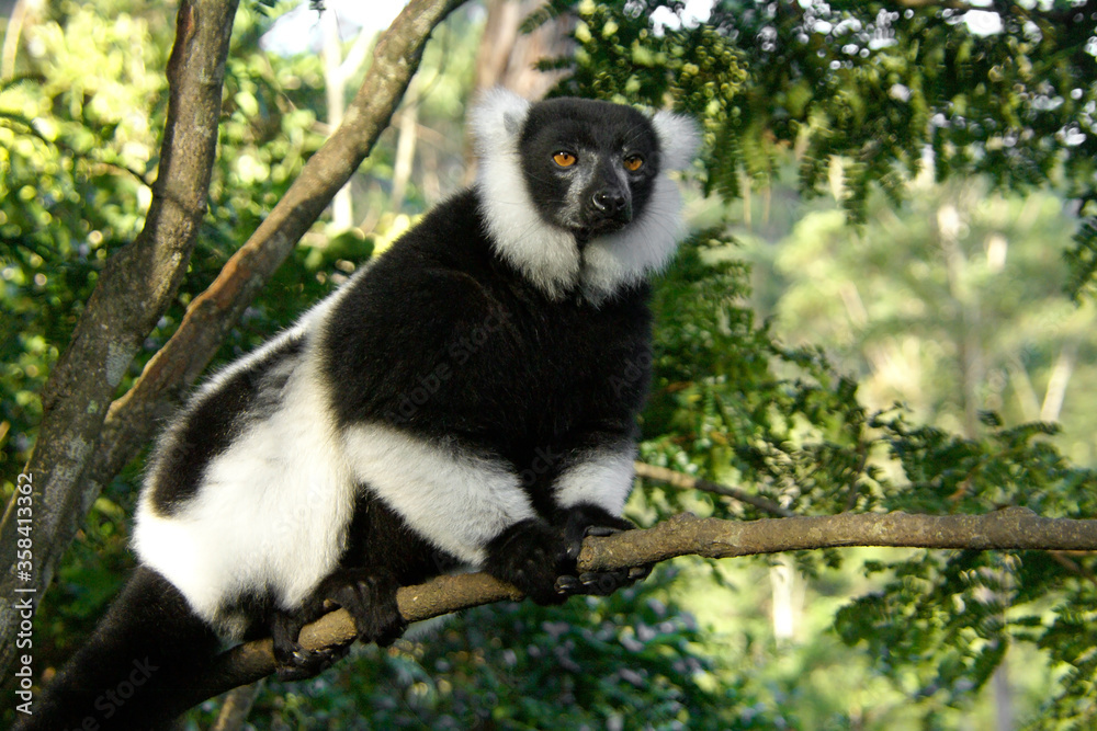 Naklejka premium Black and white ruffed lemur clinging to branch, Lemurs Island, Andasibe National Park (Perinet), Madagascar